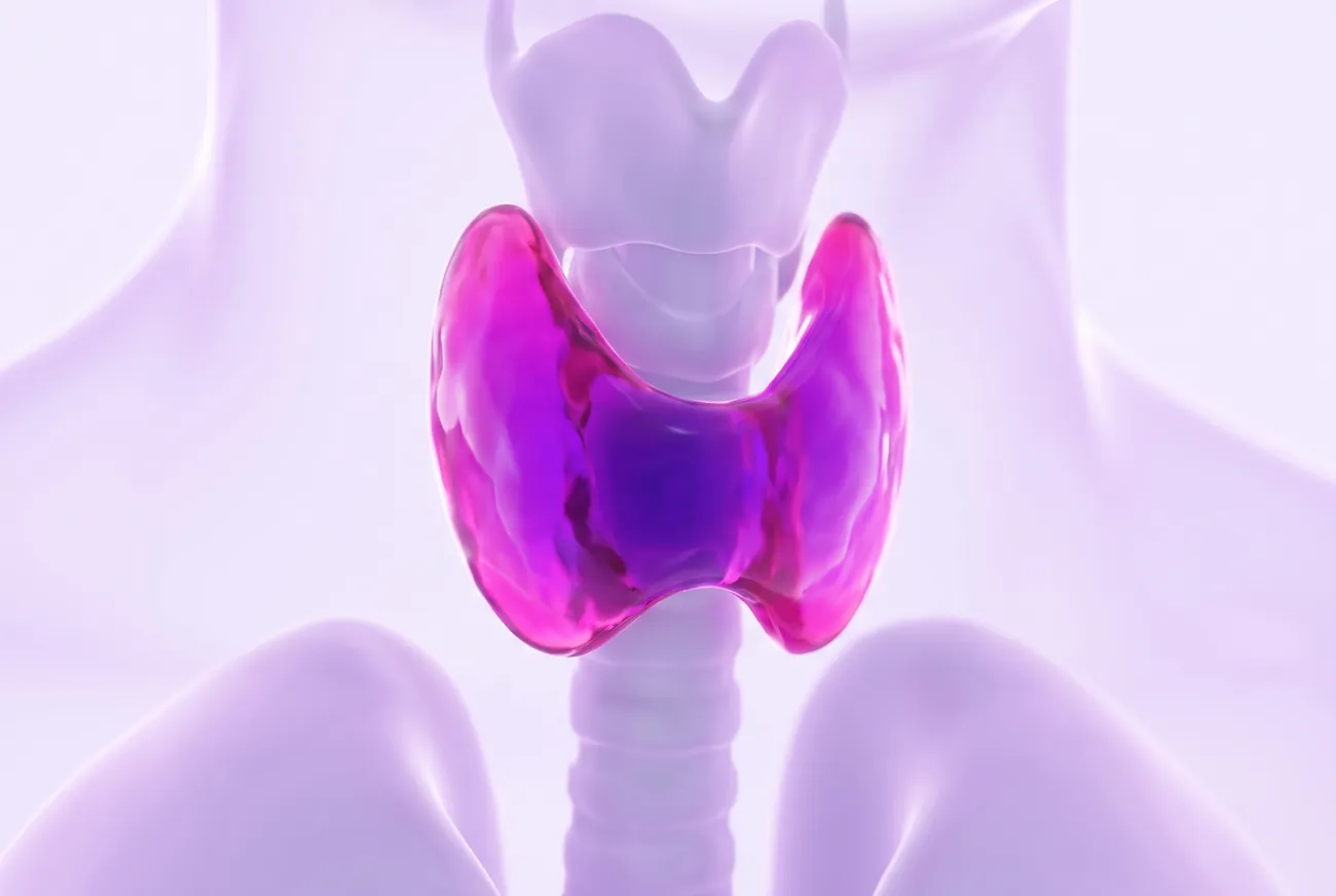 Ilustração 3D da glândula tireoide em formato de borboleta envolvendo a traqueia